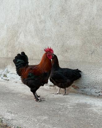 Coppia Marans nero ramato