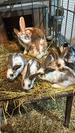 Conigli giganti incrociati