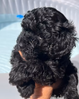 Barboncini toy neri Pedigree