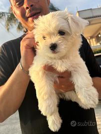 Cane Maltese di piccola taglia