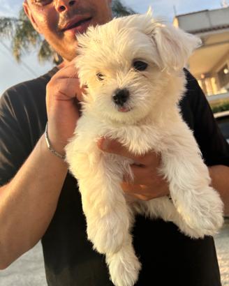 Cane Maltese di piccola taglia