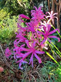 Bulbi Nerina Bowdenii 