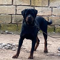 Rottweiler