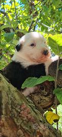 Cuccioli Pastore australiano