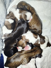 Cuccioli di Shitzu Shih Tzu pedigree Enci