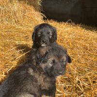 Cuccioli pastore del Caucaso