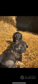 Cuccioli pastore del Caucaso