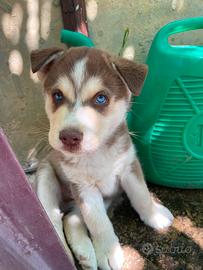 husky siber 