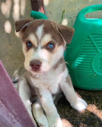 husky siber 