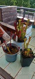 piante carnivore ibridi sarracenia flava x velvet