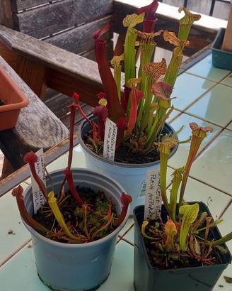 piante carnivore ibridi sarracenia flava x velvet