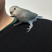 Inseparabile allevato a mano