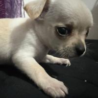 Chihuahua mini toy