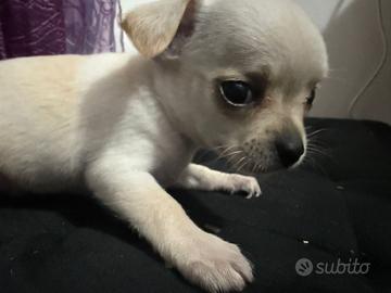 Chihuahua mini toy