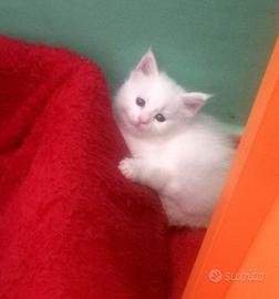 Vendita cuccioli Maine coon