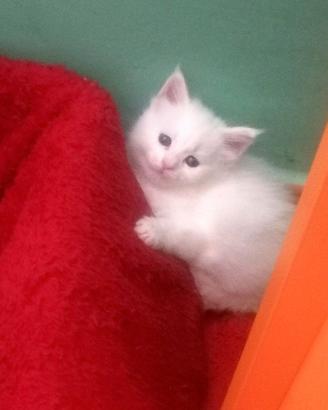 Vendita cuccioli Maine coon