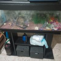 Acquario