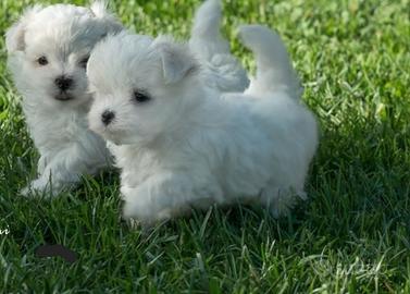 Maltese 3 setimane
