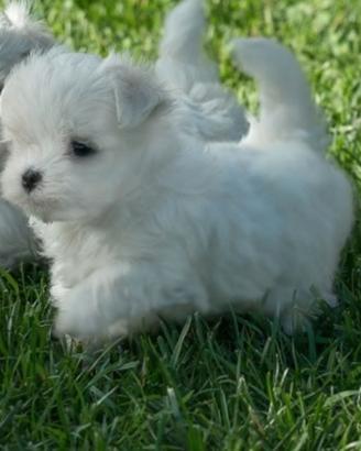 Maltese 3 setimane