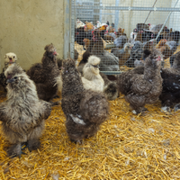 Galline moroseta 10 mesi