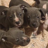 Amstaff Blue con pedigree ENCI