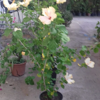 Pianta hibiscus