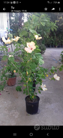 Pianta hibiscus