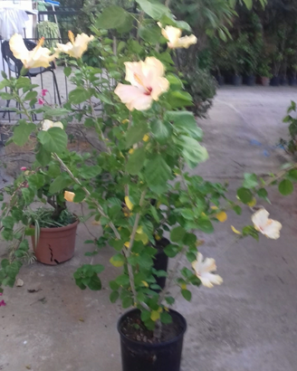 Pianta hibiscus