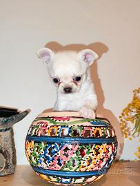 Chihuahua mini bianco