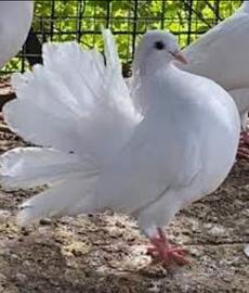 Colomba bianca