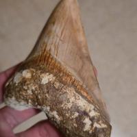 Dente di megalodonte