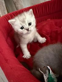British shorthair blu silver maschi