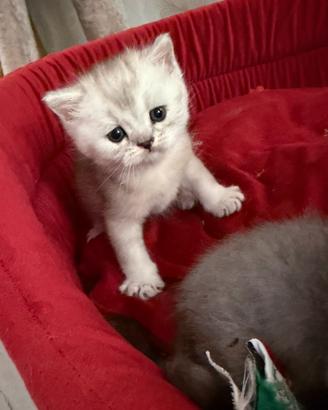 British shorthair blu silver maschi