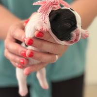 Bulldog Francesi
