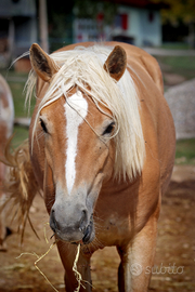 Haflinger puledra