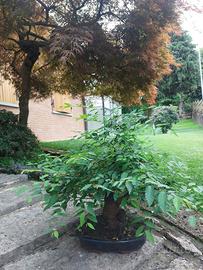 Bonsai Zelkova