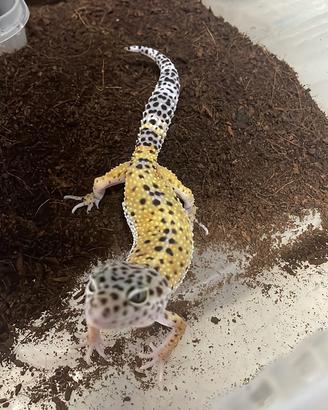 Gechi leopardini baby