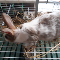 Amanti animali