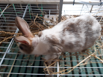 Amanti animali