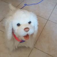 gioco cane furl real