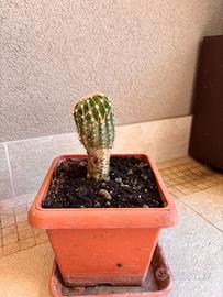 Cactus ornamentale in vaso - facile da coltivare