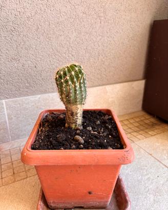 Cactus ornamentale in vaso - facile da coltivare