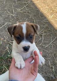 Jack Russell Cuccioli