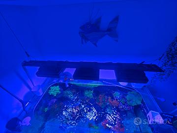 lampada led radion 