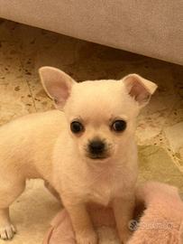 Chihuahua pelo corto