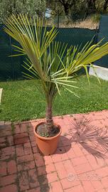 Palma excelsa