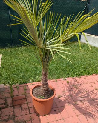 Palma excelsa
