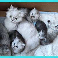 Gatti persiani chinchilla