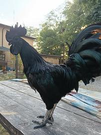 Cemani