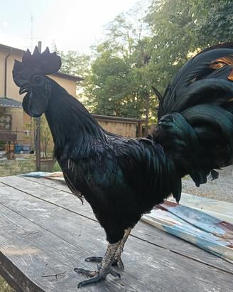 Cemani